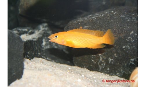 Neolamprologus leleupi